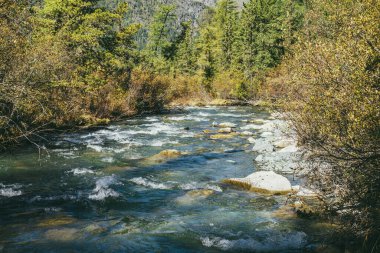 Dağlık nehirli manzaralı dağ manzarası vahşi sonbahar ormanlarında gün ışığında. Güneşli bir günde ağaçların ve çalılıkların arasında güzel bir nehrin olduğu canlı bir sonbahar manzarası. Sonbaharda ormandaki dağ deresi.