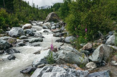 Kayaların arasında küçük pembe yakut çiçekleri ve güçlü dağ nehri yakınlarındaki taşlarla güzel bir manzara. Hızlı çalkantılı nehrin yanında çiçek açan pembe çiçekli manzaralı dağ manzarası.