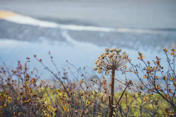 Vivido Sfondo Naturale Con Foglie Arancio Arbusti Angelica Appassita Vista — Foto Stock