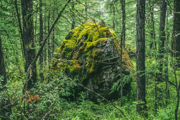 Paisagem Florestal Cênica Com Grande Pedra Musgosa Com Gramíneas Verdes — Fotografia de Stock