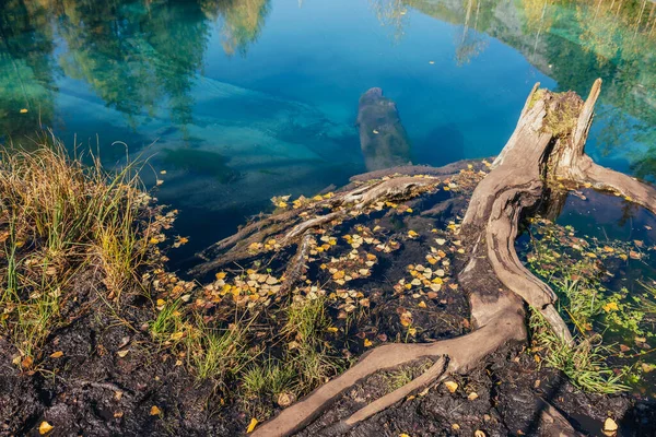 Барвистий Осінній Краєвид Стовбуром Дерев Прозорій Воді Бірюзового Озера Відзеркаленням — стокове фото