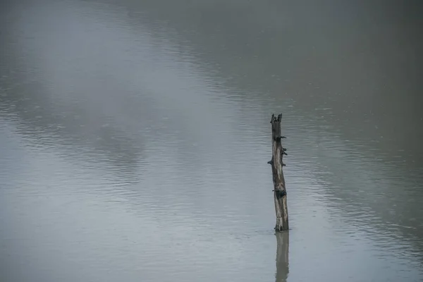Tło Natury Pnia Drzewa Powierzchni Wody Jeziora Falistych Deszczowych Kręgów — Zdjęcie stockowe