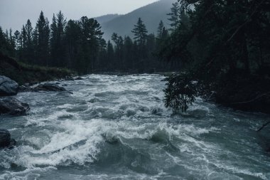 Şiddetli yağmur altında güçlü bir dağ nehri olan kasvetli yağmur manzarası. Yağmurda dalgalı akıntılara karanlık atmosfer manzarası. Karanlık ormandaki dağ deresi sağanak yağış altında. Güçlü dağ nehri yağmurda.