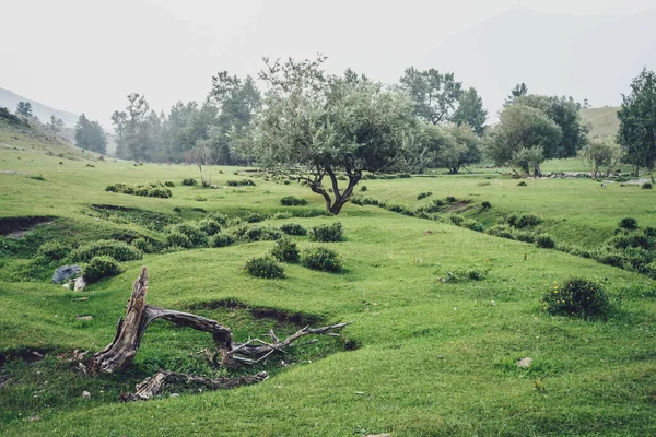 Verde Nebbioso Vista Montagna Bellissimo Salice Tra Colline Ceduo Nella — Foto Stock