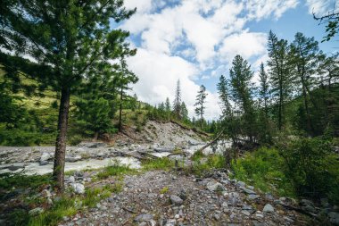 Hızlı çalkantılı nehirde güçlü akıntılar ve suda kopmuş bir köprü. Dağ nehri üzerinde ağaç köprüsü olan yeşil orman manzarası. Dağ deresinin üzerinde tahta köprüsü olan güzel bir manzara..