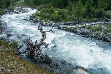 Atmosferik alp manzarası ve hızlı dağ nehrinde kuru bir ağaç. Güçlü dağ deresinde güzel bir çıkıntıyla manzaralı dağ manzarası. Turkuaz sudaki ölü ağaç dağ nehrindeki akıntıların arasında.