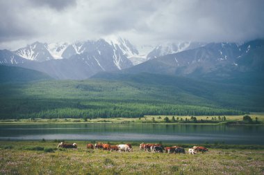 Güneş ışığında dağ gölü yakınlarındaki çayırlarda ineklerle dolu dramatik bir dağ manzarası alçak bulutlardaki büyük karlı dağlara karşı. Güneş ışığında inekler ve gri bulutlu gökyüzünde büyük karlı dağlar..