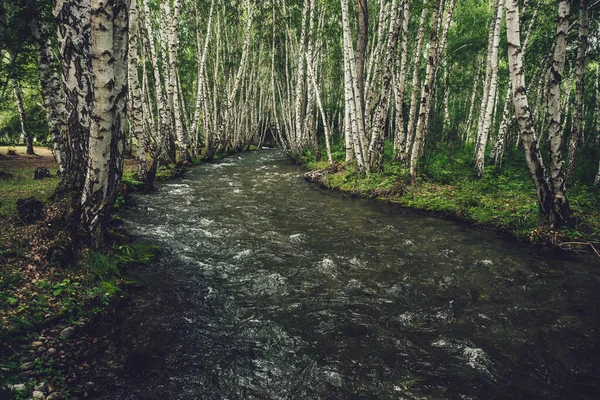 huş ağacında küçük bir nehir olan manzaralı, eski tonlarda. Yeşil dağ nehri, şeffaf su ve taş gibi dibi olan atmosferik orman manzarası. Güzel dağ deresinde berrak su
