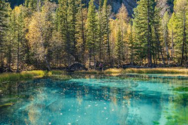 Sıra dışı turkuaz gölü olan renkli sonbahar manzarası. Parlak sarı ağaçlar arasında altın rengi sonbahar güneşiyle. Sonbahar zamanı insanlarla dolu bir dağ gölü. Rusya, Altai Cumhuriyeti, 20 Eylül 2020.