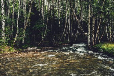 huş ağacında küçük bir nehir olan manzaralı, eski tonlarda. Yeşil dağ nehri, şeffaf su ve taş gibi dibi olan atmosferik orman manzarası. Güzel dağ deresinde berrak su