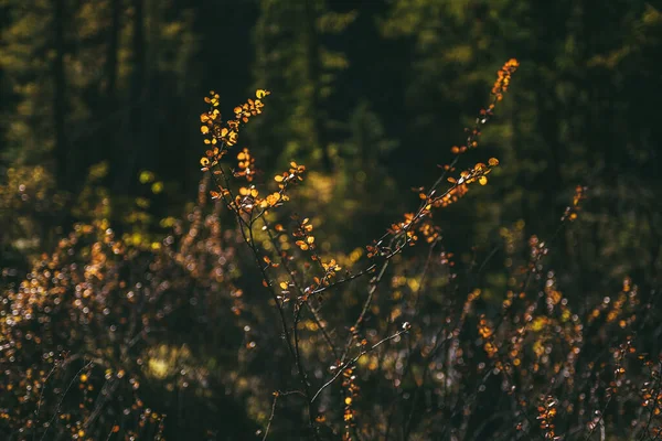 Foglie Oro Luce Del Sole Sfondo Foresta Autunno Bokeh Sfondo — Foto Stock