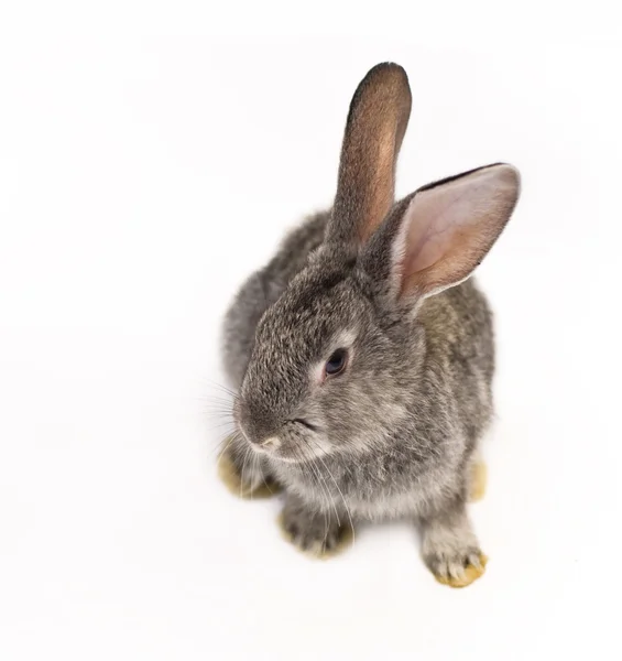 灰色ウサギ — ストック写真