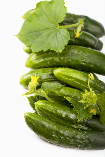 Fresh cucumbers — Stock Photo, Image