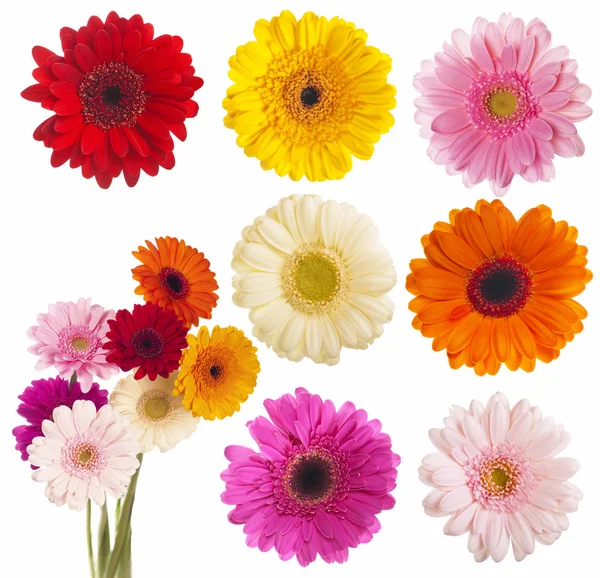 Blomma av gerber daisy samling — Stockfoto