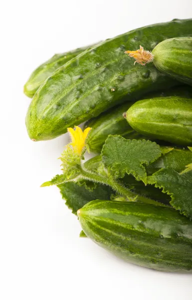 Fresh cucumbers — Stock Photo, Image