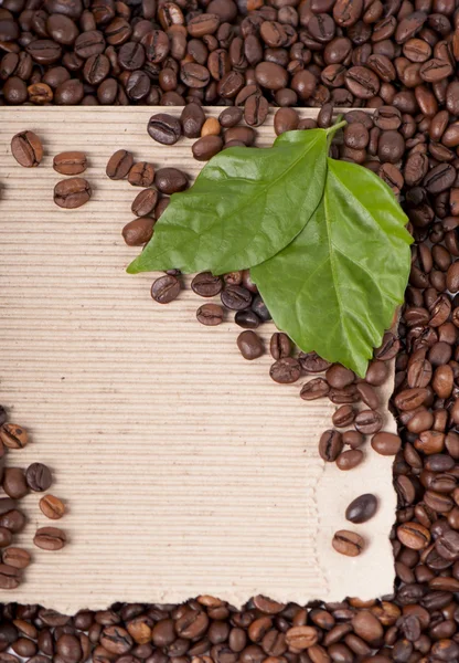 Kávé szemes és a levelek — Stock Fotó