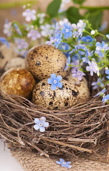 Bıldırcın yumurtası ve bahar çiçekleri — Stok fotoğraf