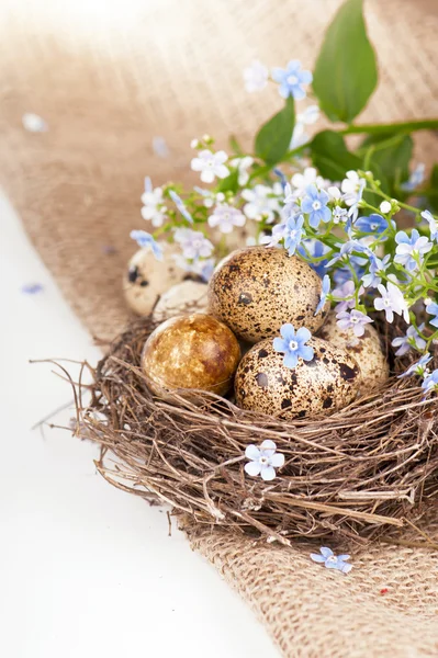 Huevos de codorniz y flores —  Fotos de Stock