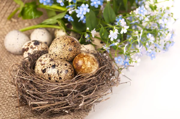 Nest met eieren en forget-me-nots op een doek — Stockfoto