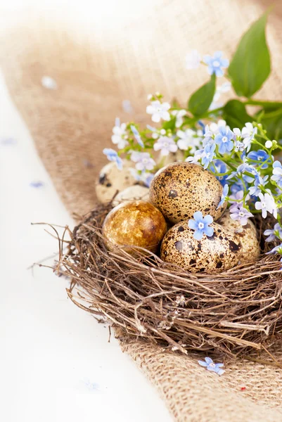 Wachteleier im Nest, Vergissmeinnicht auf Leinwand — Stockfoto