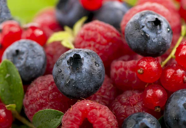 Mix of berries - raspberry, bilberry and red currant — Stock Photo, Image