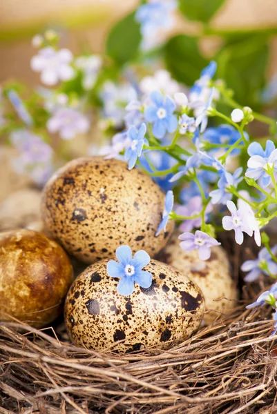 Kwarteleitjes in het nest en vergeet-me-niet — Stockfoto