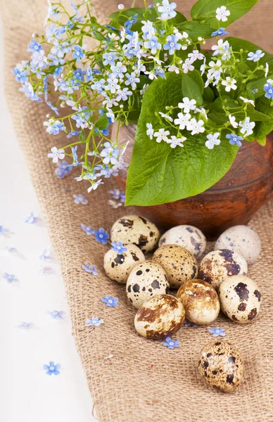 Nido con huevos de codorniz — Foto de Stock