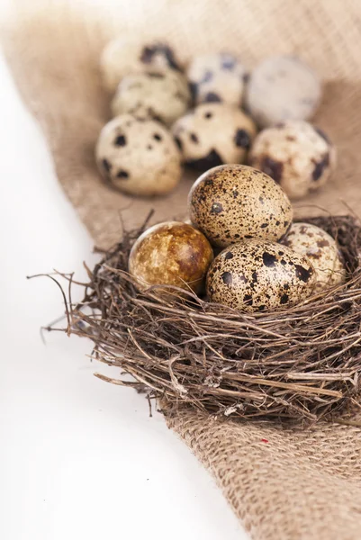 Nido con uova di quaglia — Foto Stock