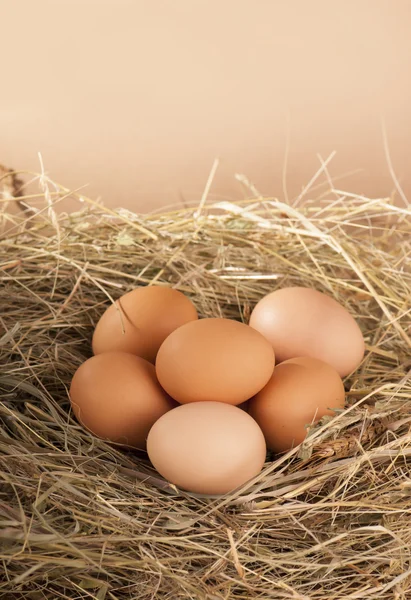 Pile of brown eggs in a nest — Stock Photo, Image