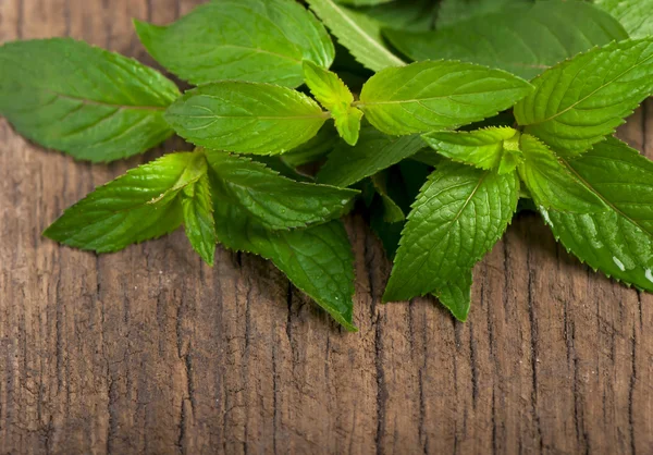 Fresh mint — Stock Photo, Image