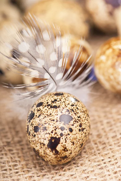 Quail eggs and feather lie on a cloth — Stock Photo, Image