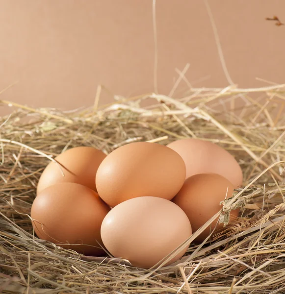 Huevos pardos en un nido —  Fotos de Stock