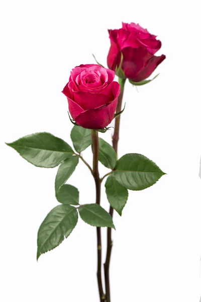 Rosas rosadas — Foto de Stock