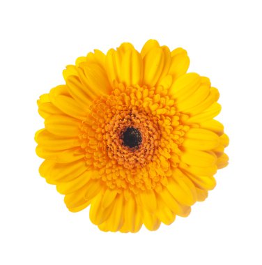 beyaz zemin üzerine sarı gerbera çiçek