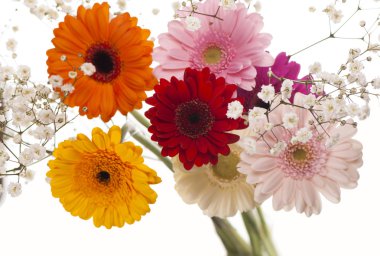 parlak pastel arka plan üzerinde renkli Gerbera'lardan