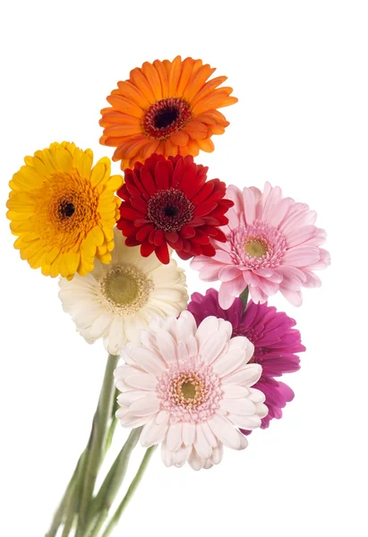 Daisy flower gerbera bouquet isolated on white background — Stock Photo, Image