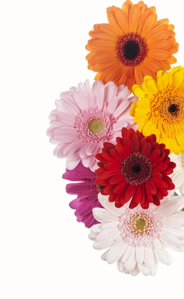 Gerbera di fiori di margherita bouquet — Foto Stock