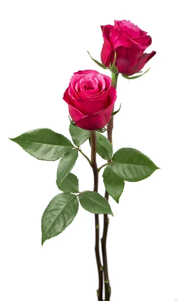 Hermosa rosa roja — Foto de Stock