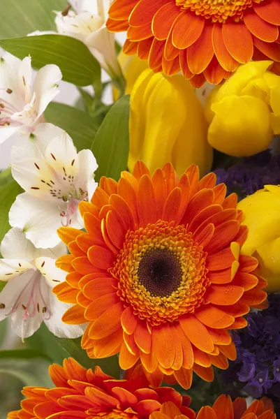 Όμορφο μπουκέτο από πολύχρωμα Ανοιξιάτικα λουλούδια. τουλίπα, βατράχιο, — Φωτογραφία Αρχείου
