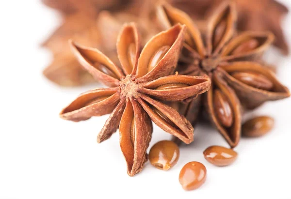 Anisetree anise — Stock Photo, Image