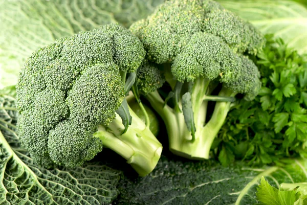 Cabbage of a broccoli — Stock Photo, Image