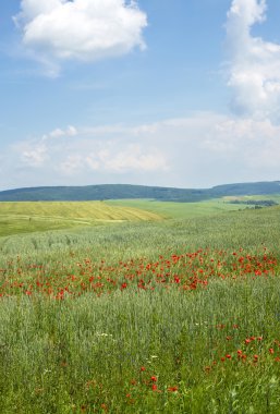 Mavi gökyüzü arka plan üzerinde haşhaş