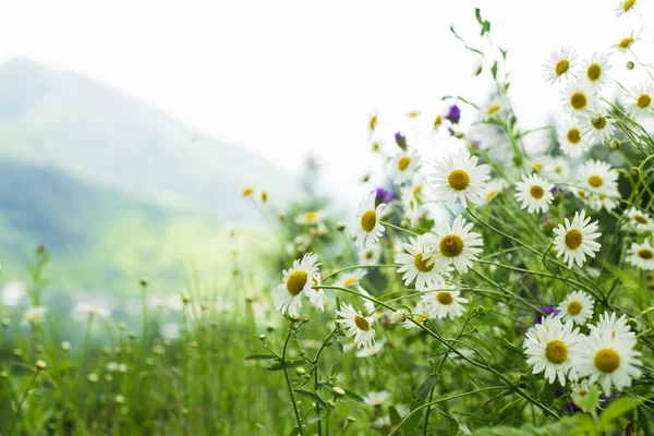 Campo di margherite in montagna — Foto Stock