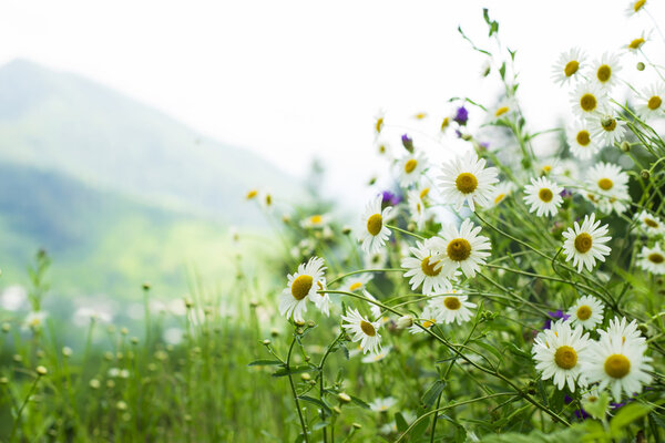 Field of daisies in the mountains