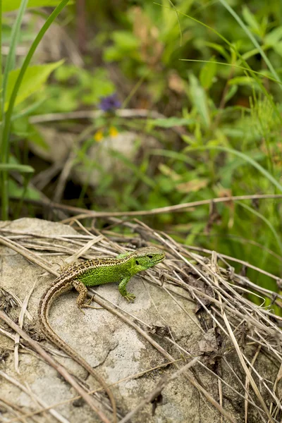 Lagarto verde contra a natureza — Fotografia de Stock