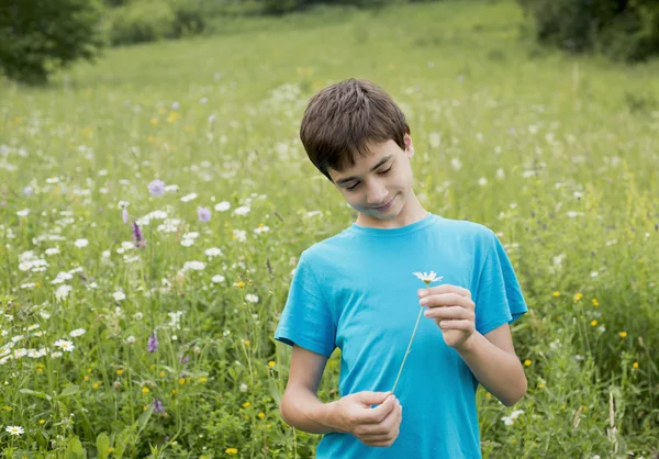 Boy and camomiles — Stock Photo, Image