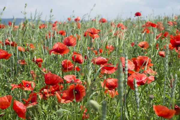 Mohn auf blauem Himmel Hintergrund — Stockfoto