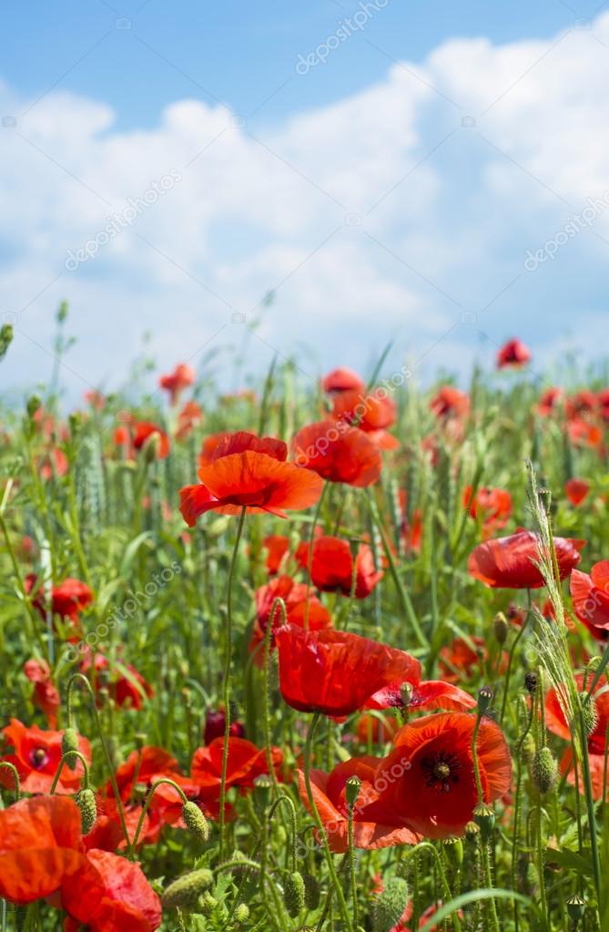 Field of poppies