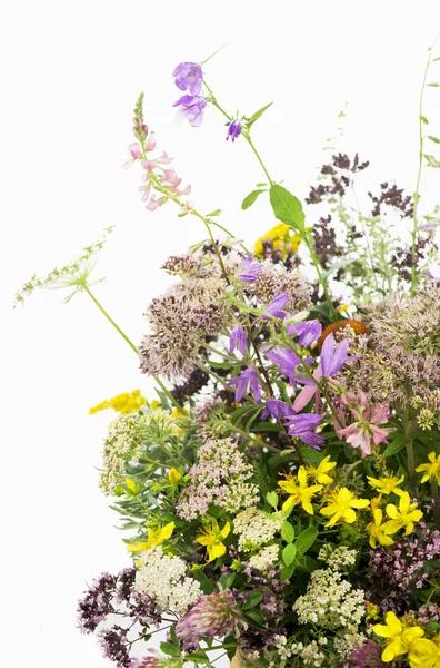 Bouquet d'herbes médicinales — Photo
