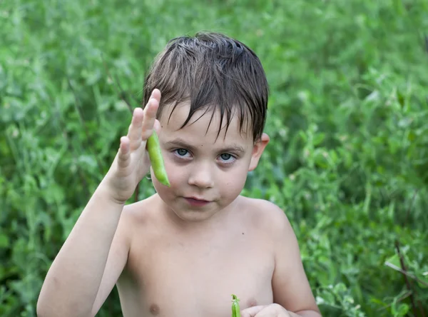 El chico come guisantes verdes. —  Fotos de Stock